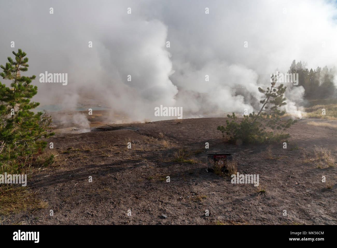 Campo con piccoli alberi di pino e di sporco con bocchette geotermica rilasciando le nuvole di vapore nell'aria. Foto Stock