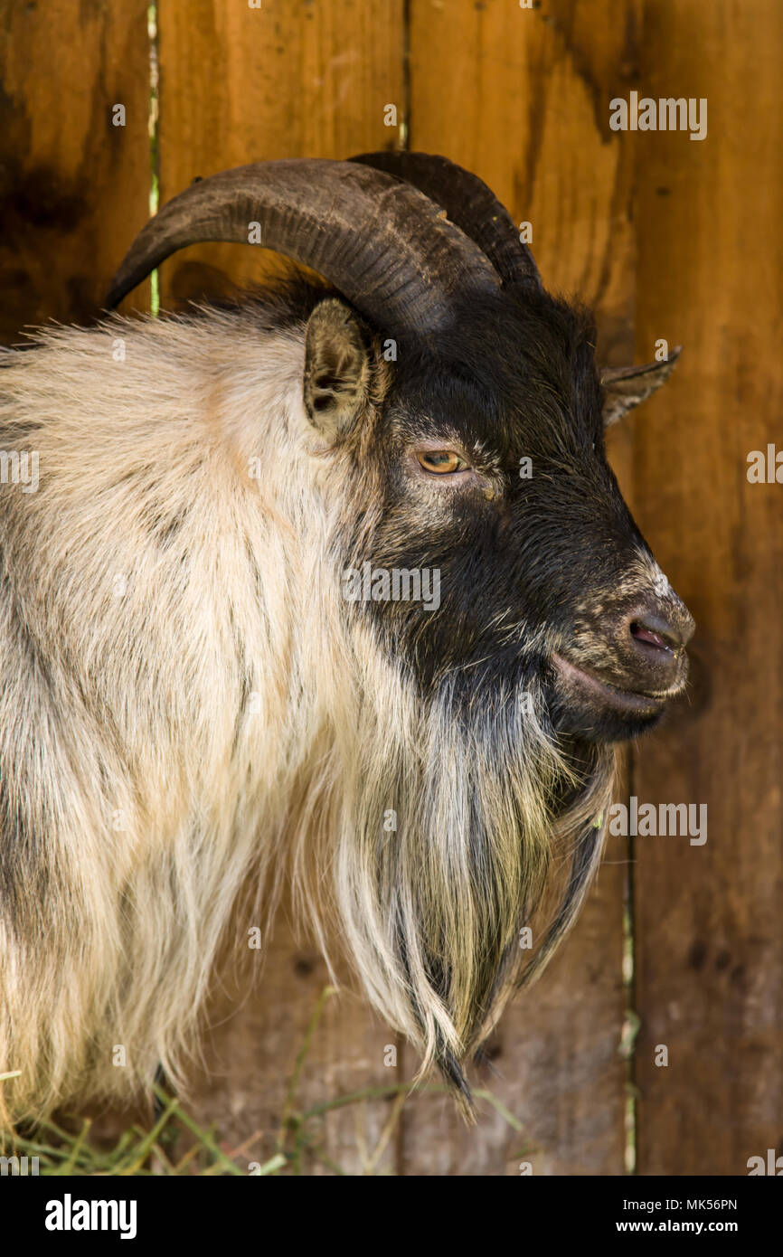 Issaquah, Washington, Stati Uniti d'America. Nana africana ritratto di capra. Foto Stock