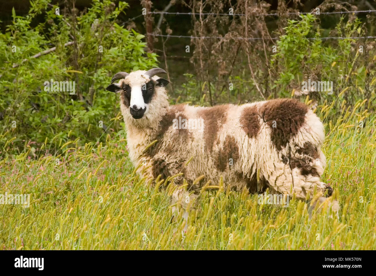 La Galena, Illinois, Stati Uniti d'America. Cornuto Dorset pecore in un pascolo. Foto Stock