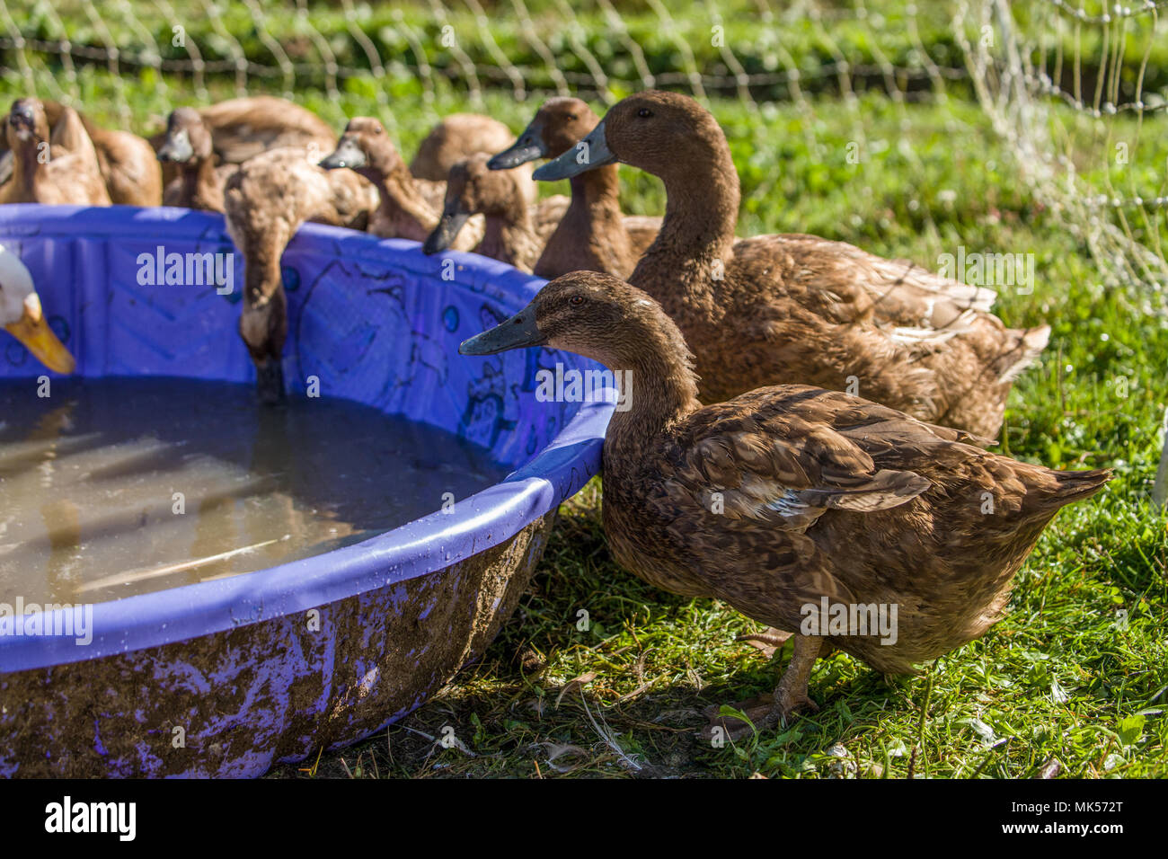 Garofano, Washington, Stati Uniti d'America. Kaki Campbell anatre di bere da una piscina per bambini. (PR) Foto Stock