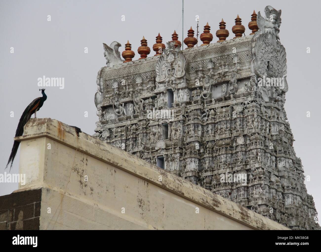 Peacock sulla parete del tempio Foto Stock