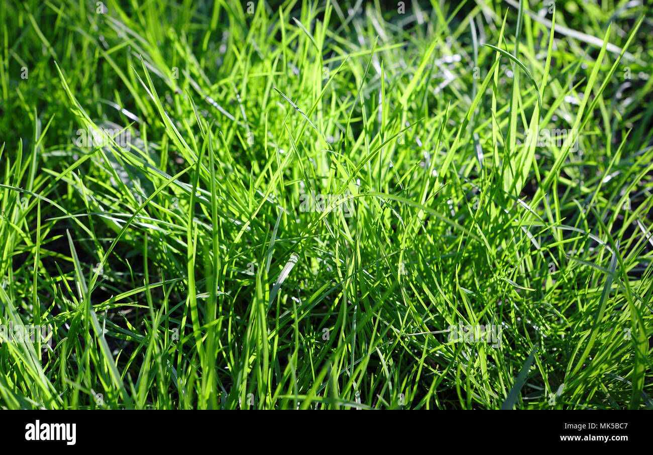 Chiudere l'erba verde sullo sfondo Foto Stock