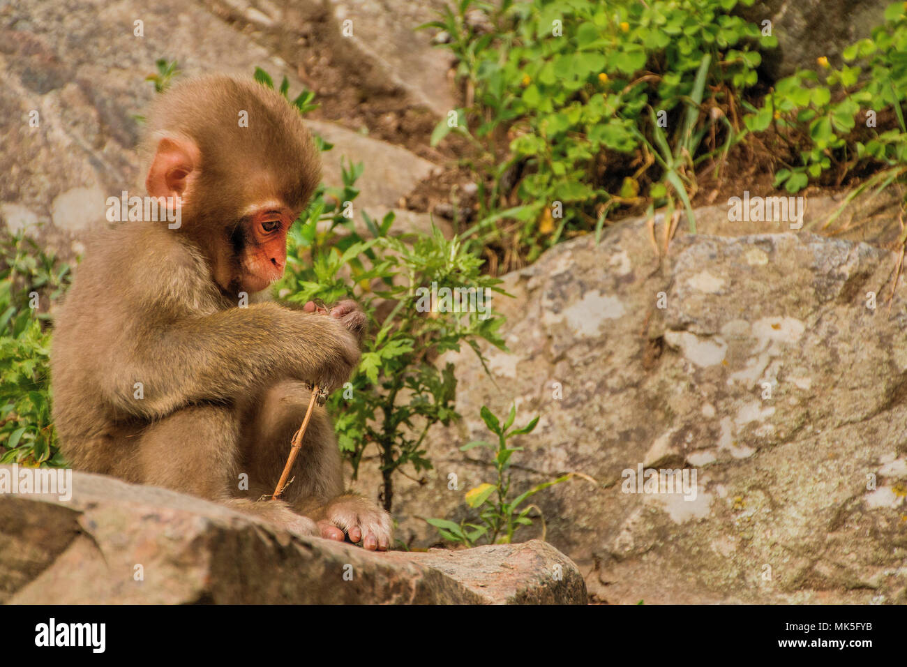 Il Jigokudani Monkey Park è un ottimo posto per vedere le scimmie in Giappone Foto Stock