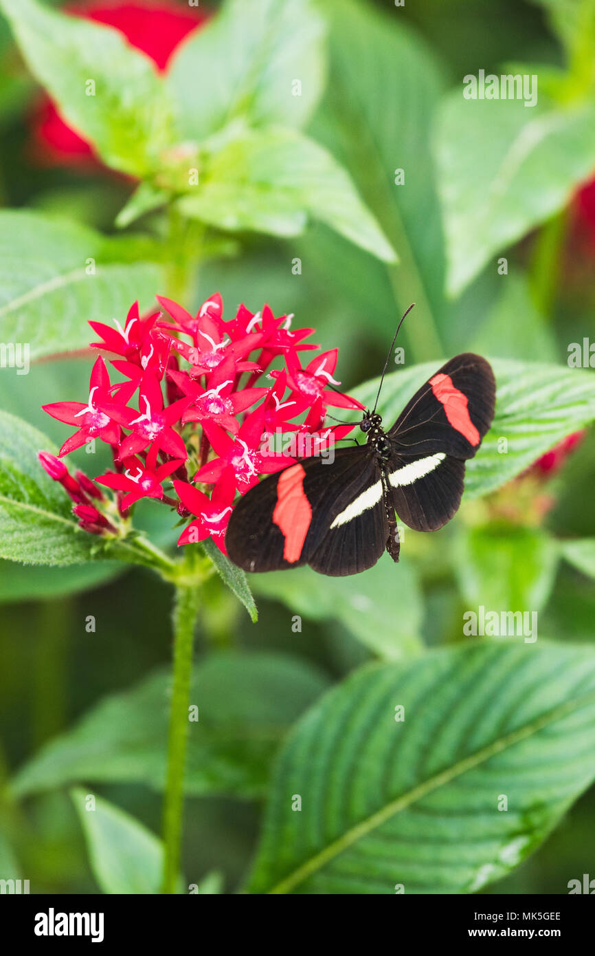 Primo piano di una heliconius melpomene : farfalla su una foglia in Svizzera Foto Stock