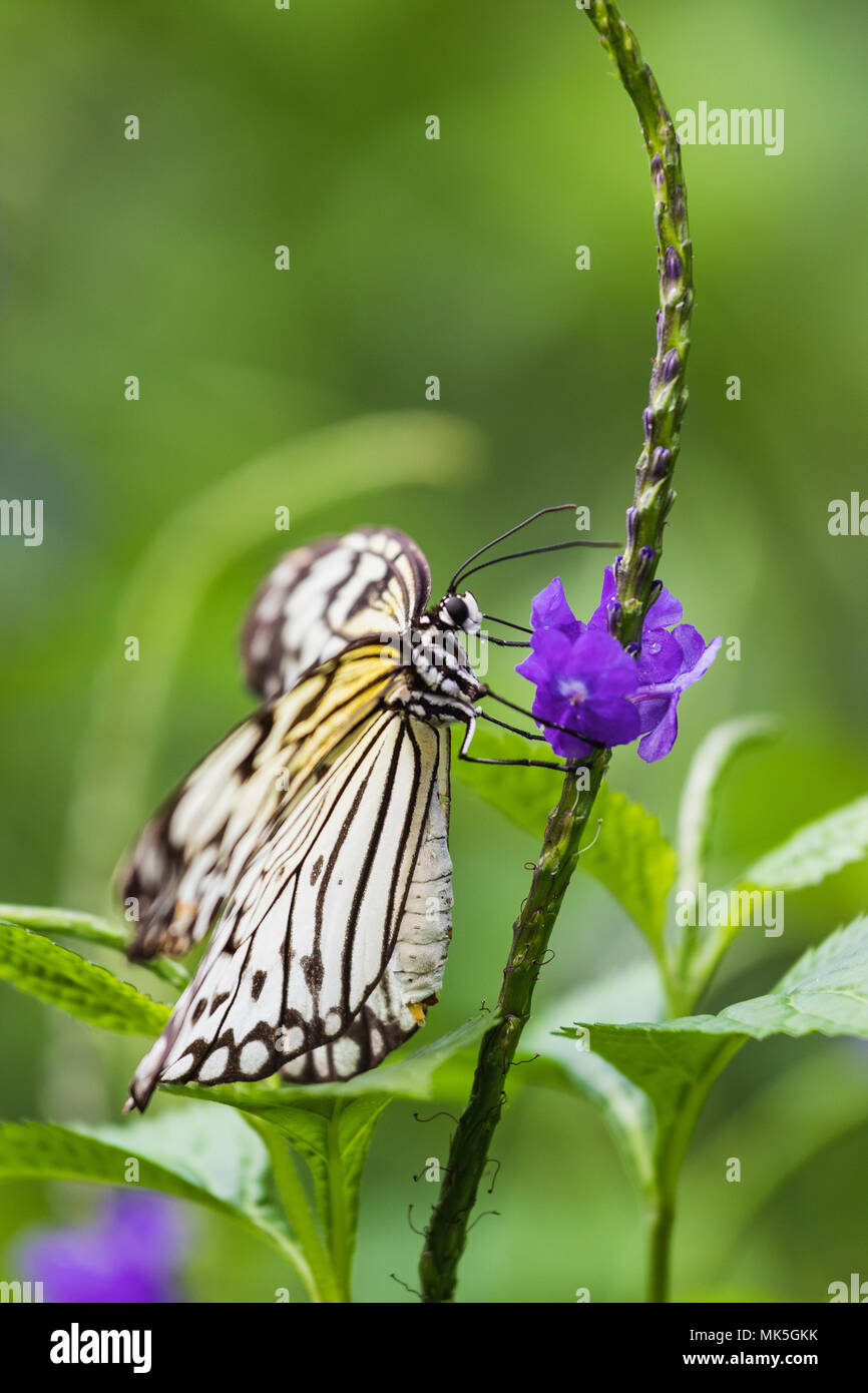 Primo piano di un aquilone di carta o albero bianco ninfa butterfly svizzera Foto Stock