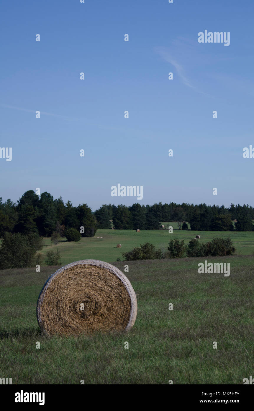 Balle di fieno in campi di fattoria e terreni agricoli in erba un giorno di estate Foto Stock