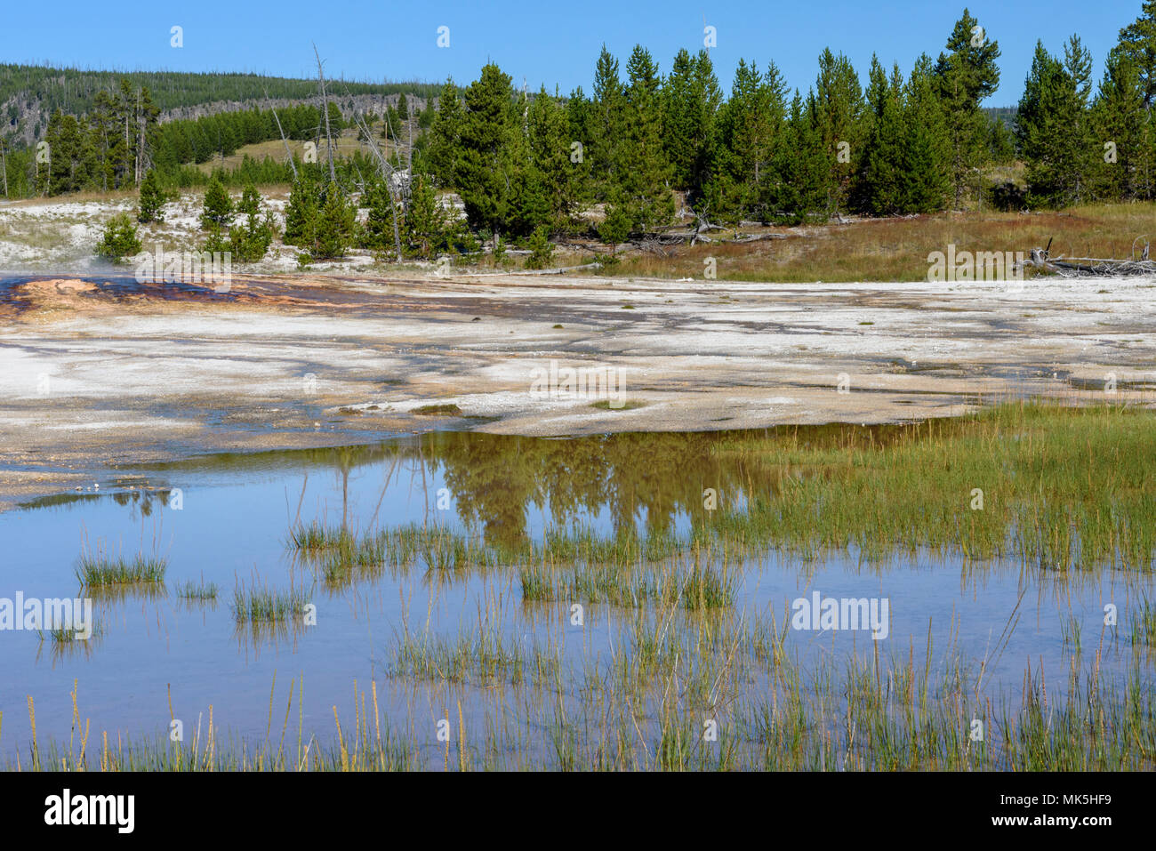 Acqua Stagnante Nel Verde Campo Erboso Con Terreni Aridi E Foresta Verde Al Di La Sotto Il Cielo Blu Foto Stock Alamy