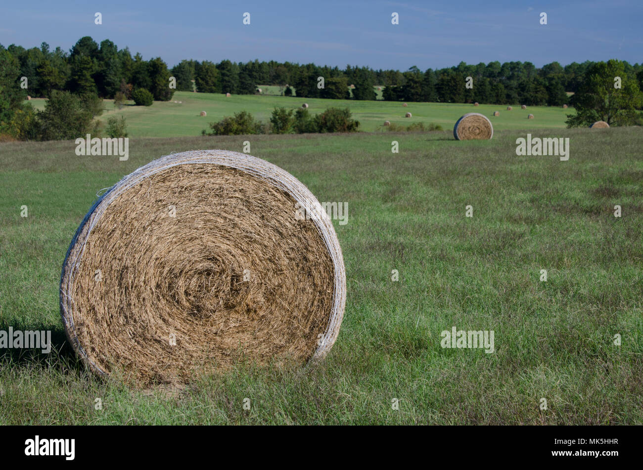 Balle di fieno in campi di fattoria e terreni agricoli in erba un giorno di estate Foto Stock