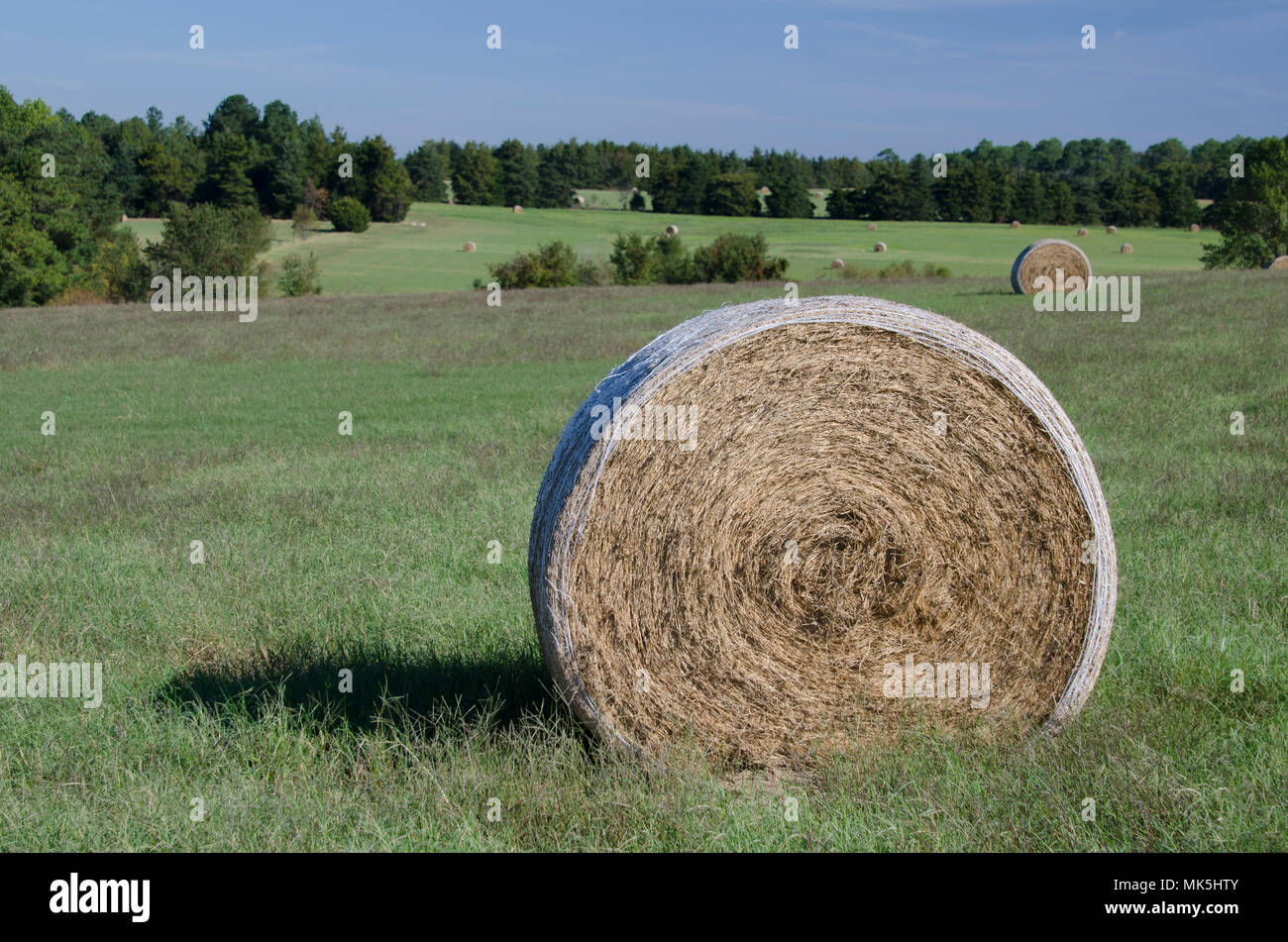 Balle di fieno in campi di fattoria e terreni agricoli in erba un giorno di estate Foto Stock