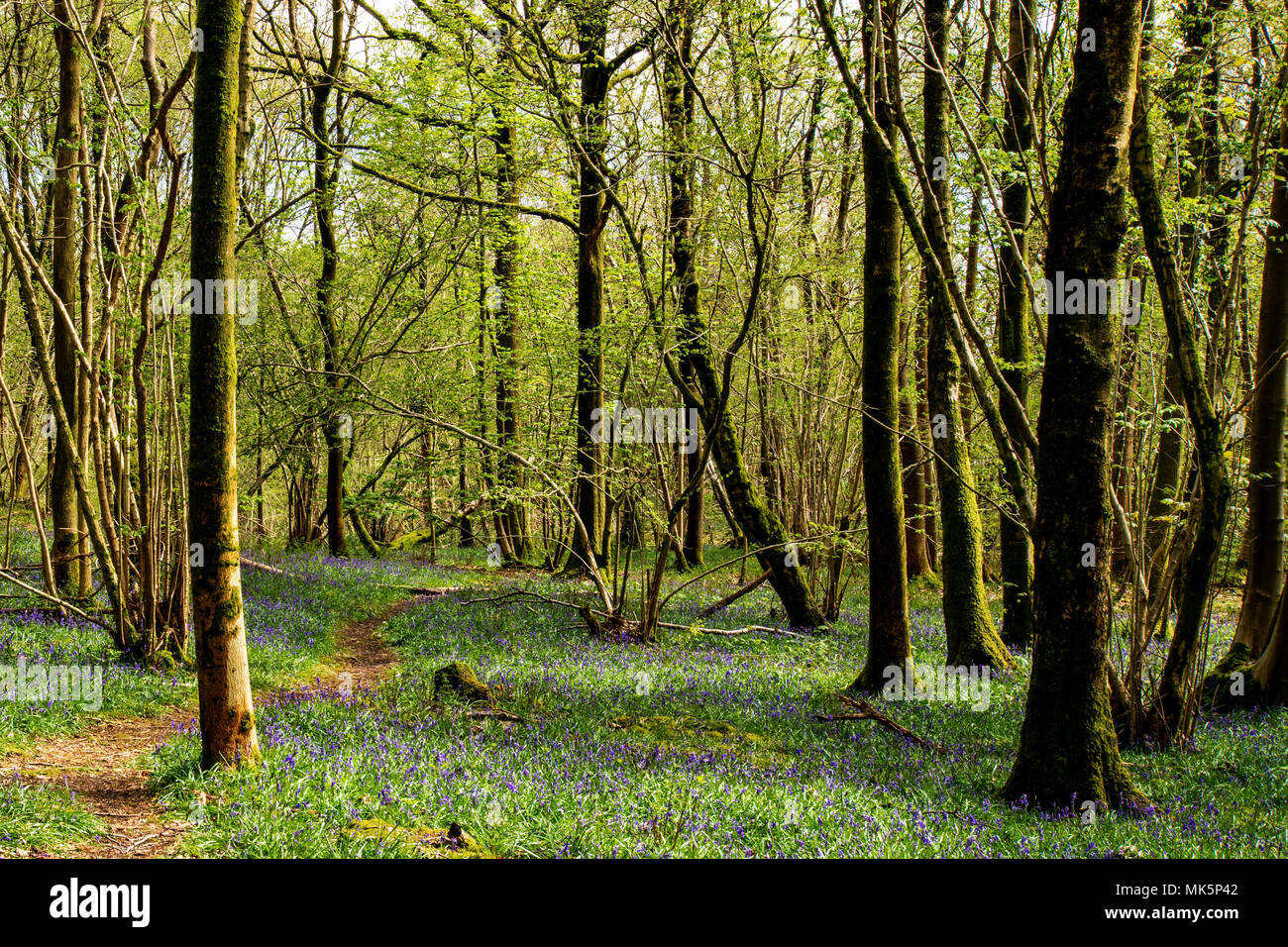 Bluebells Eggerslack nei boschi vicino a Grange-over-Sands Foto Stock