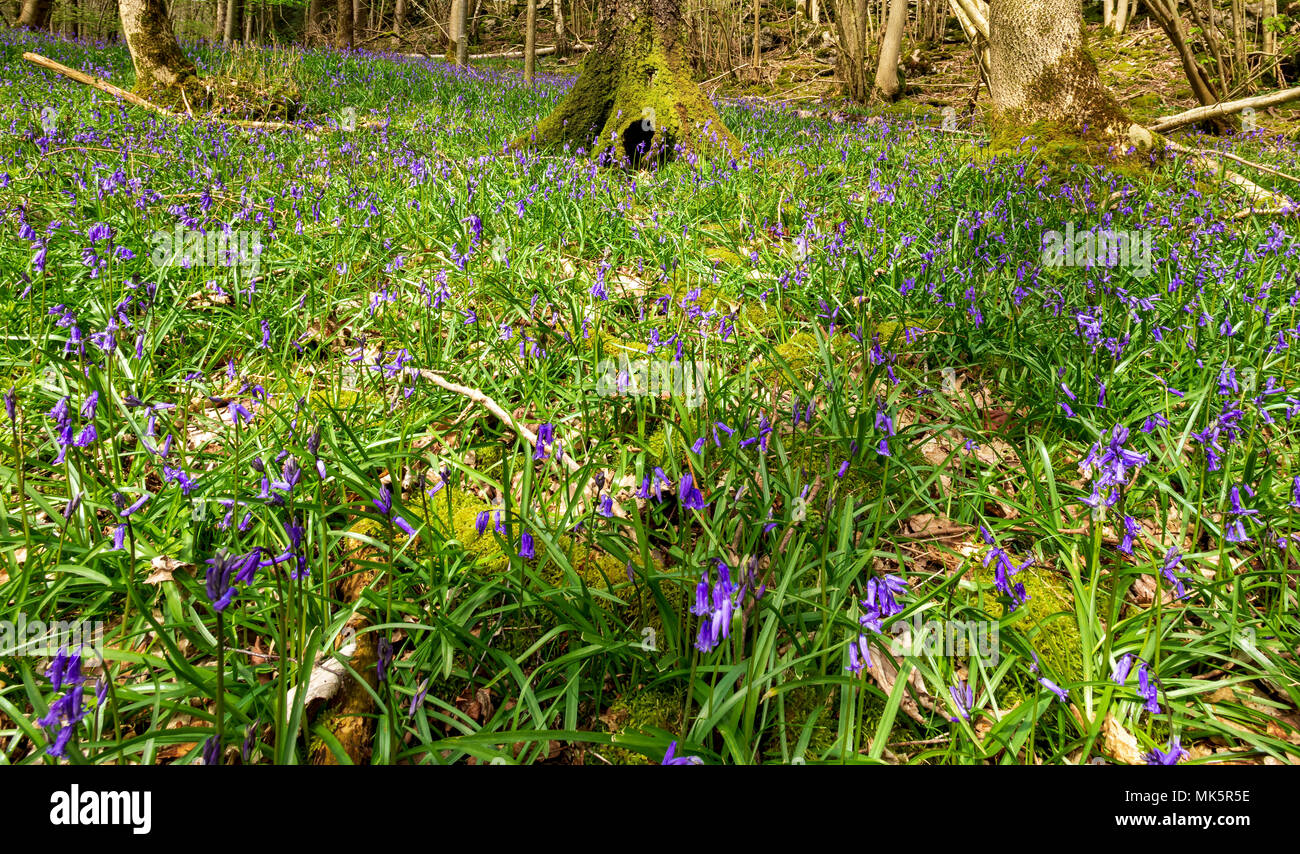 Tappeto di bluebells Eggerslck nei boschi vicino a Grange-over-Sands Foto Stock