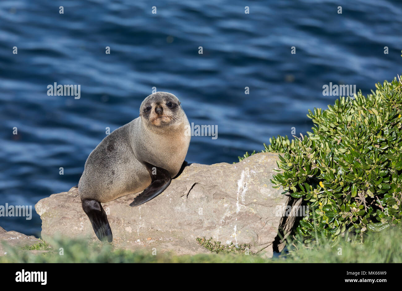 Wild giovani Nuova Zelanda pelliccia sigillo (Arctocephalus forsteri) su una roccia con vista oceano in background Foto Stock