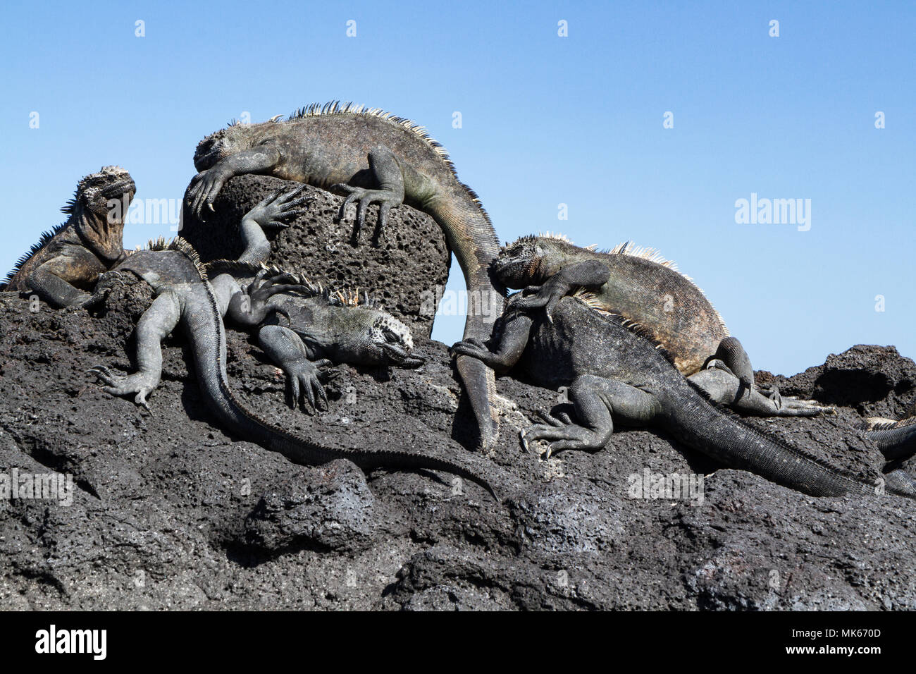 Un gruppo delle Galapagos iguane marine (Amblyrhynchus cristatus) sulla roccia lavica contro un cielo blu, Fernandina Island, Isole Galapagos, Ecuador Foto Stock