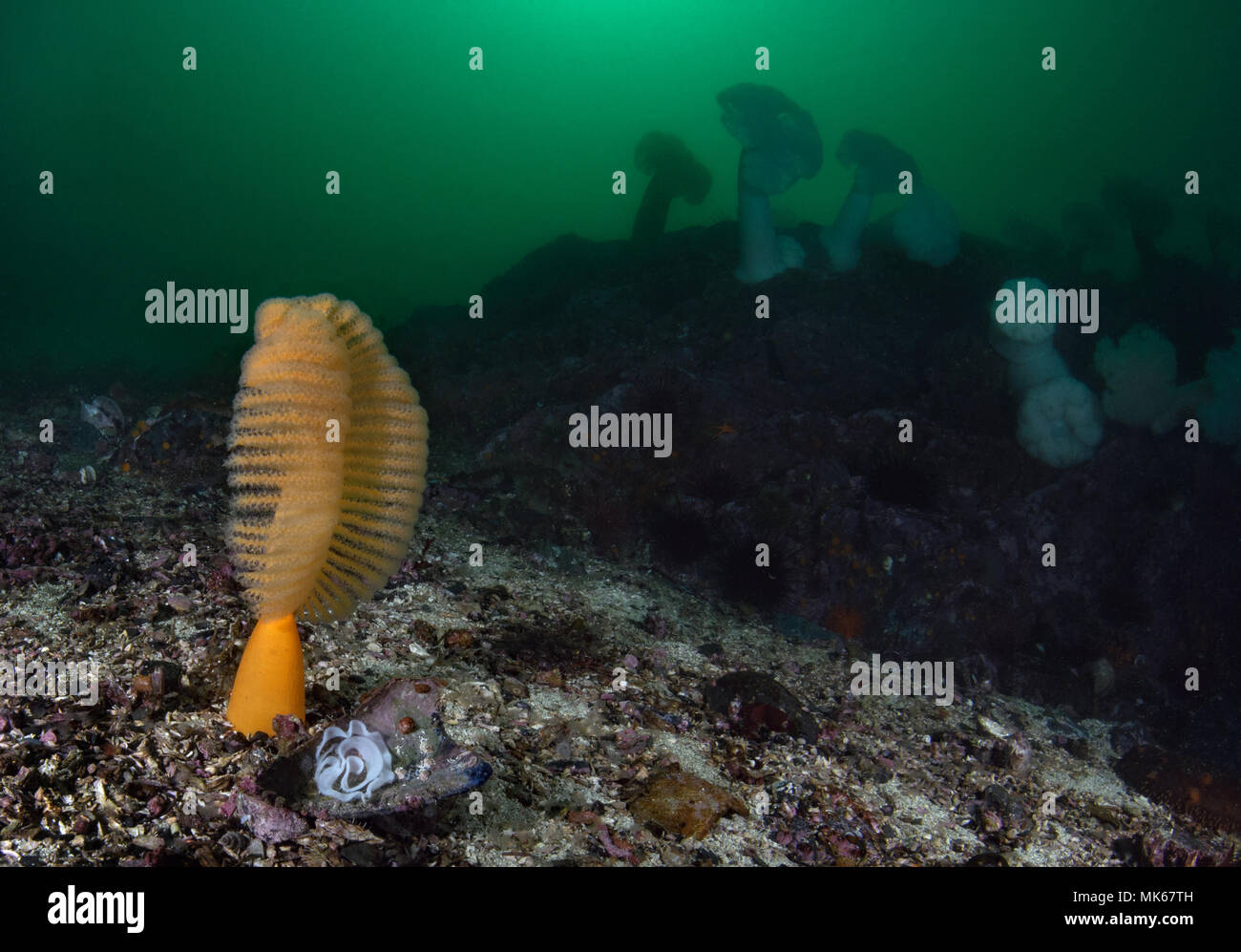 Ptilosarcus gurneyi, Arancione penna del mare Foto Stock