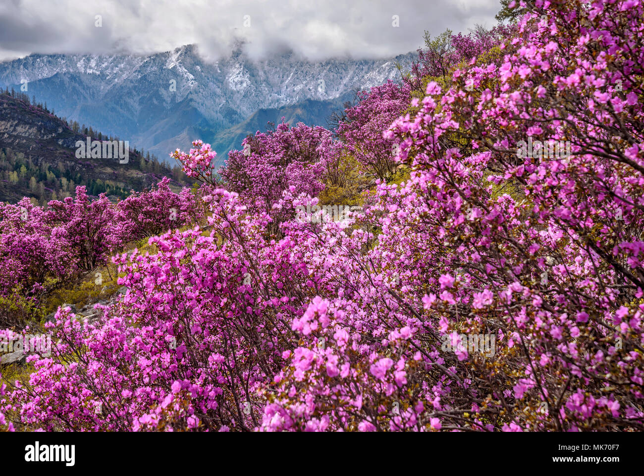 Luminose fiori viola Ledebur rhododendron crescente sul pendio della montagna sullo sfondo di montagne innevate in primavera Foto Stock