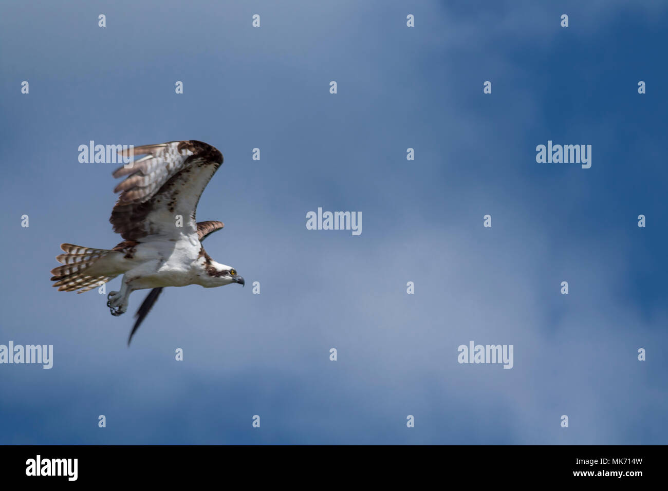 Osprey battenti pronto per la caccia. Questo osprey ha individuato la sua colazione ed è ora di volare in ordine a caccia di esso e get it. Foto Stock