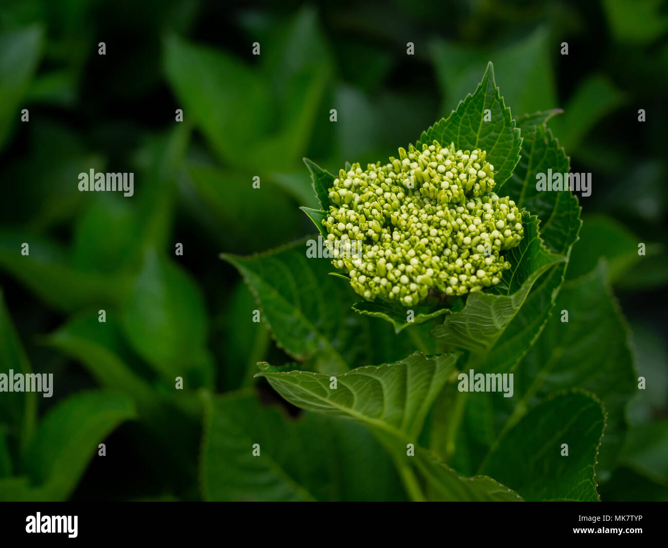 Giovani Foglie E Germogli Di Fiori Di Ortensie Hydrangea Macrophylla In Fiore Nel Giardino Foto Stock Alamy
