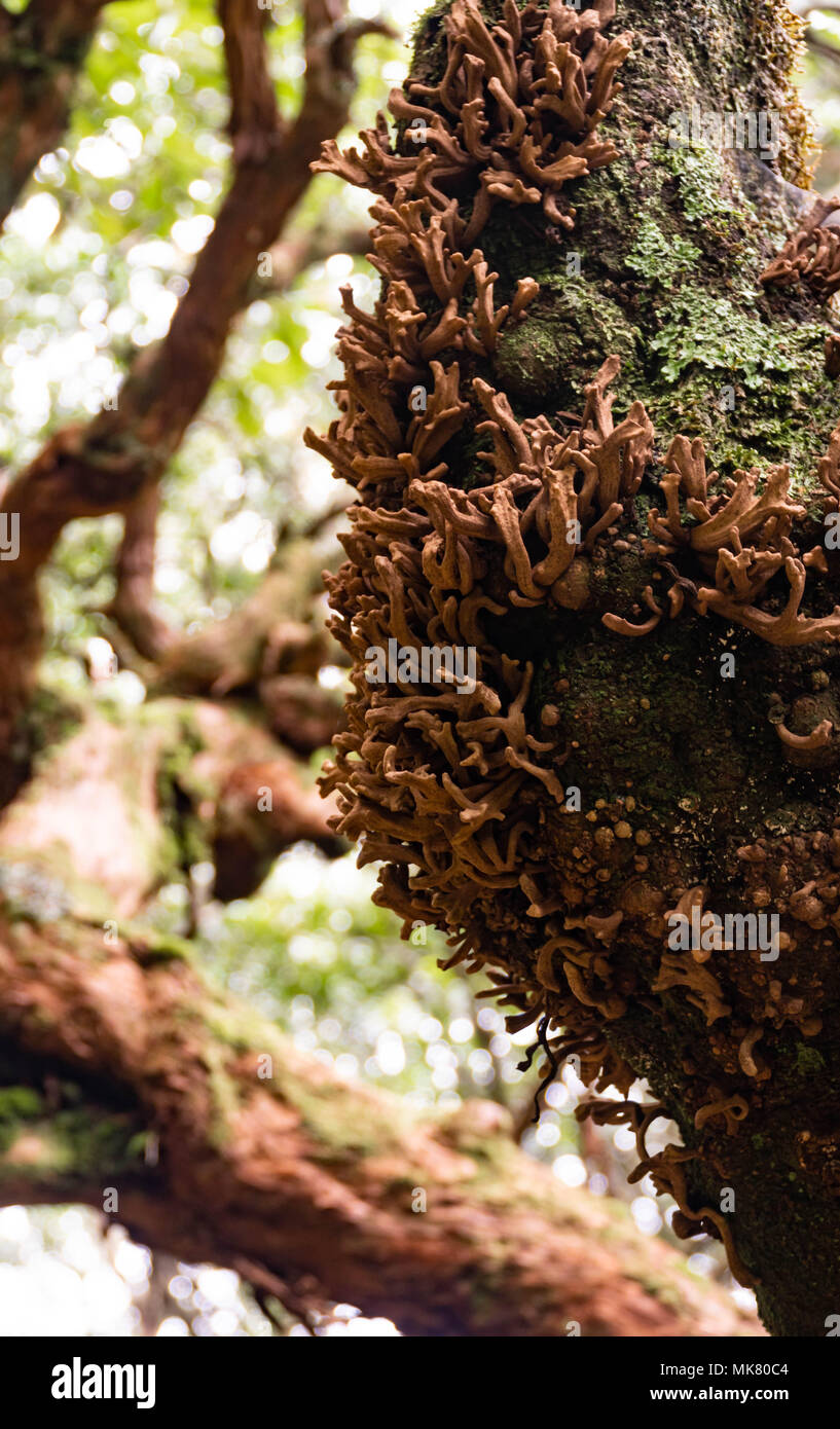 Laurobasidium lauri nella Foresta Laurissilva, isola di Madeira. Foto Stock