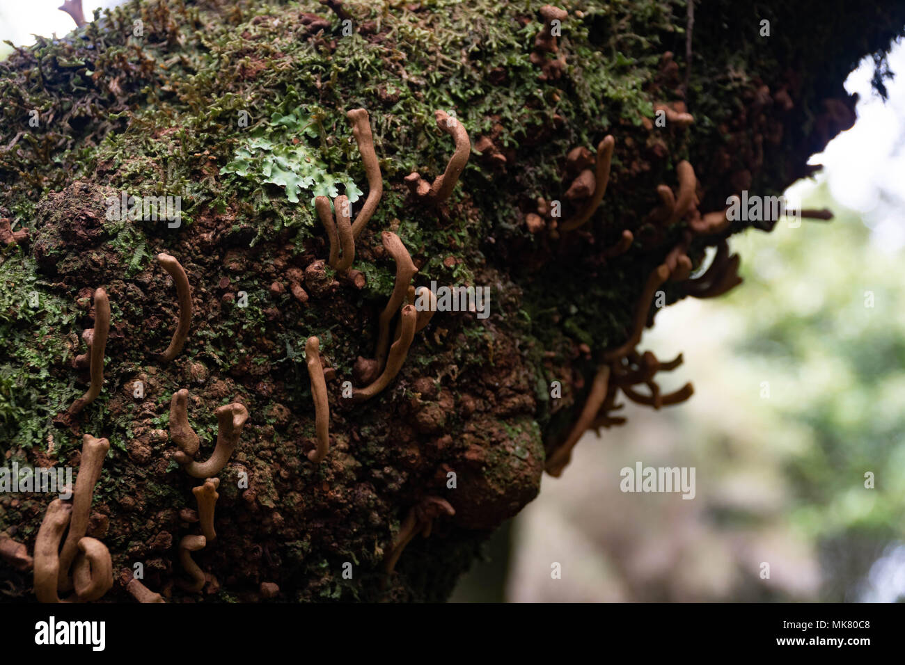 Laurobasidium lauri nella Foresta Laurissilva, isola di Madeira. Foto Stock