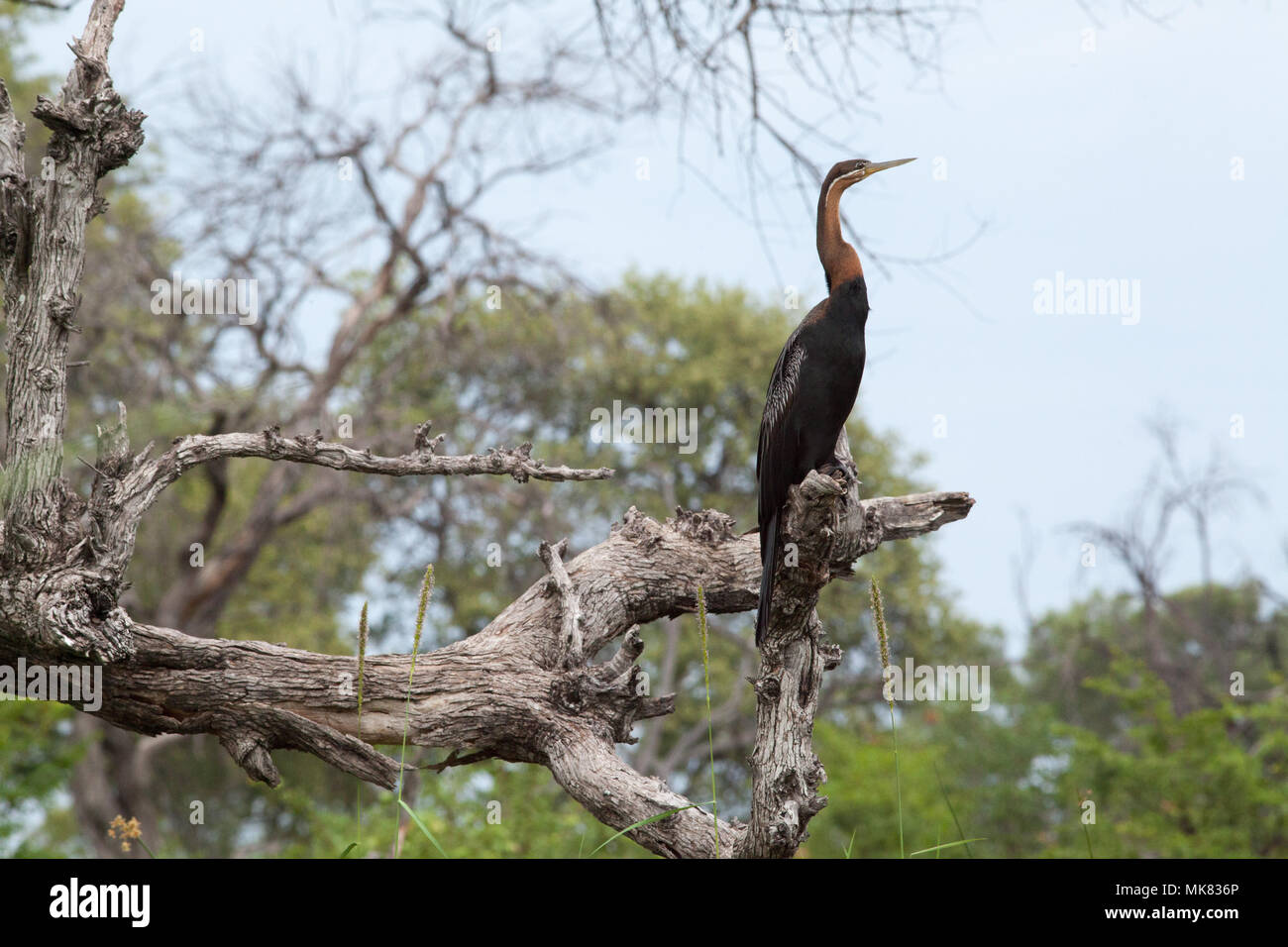 African Darter (Anhinga rufa). Si appollaia su un arto morto di un albero. Un eccellente punto panoramico che si affaccia su una via navigabile. Okavango Delta, Botswana, Africa. Foto Stock