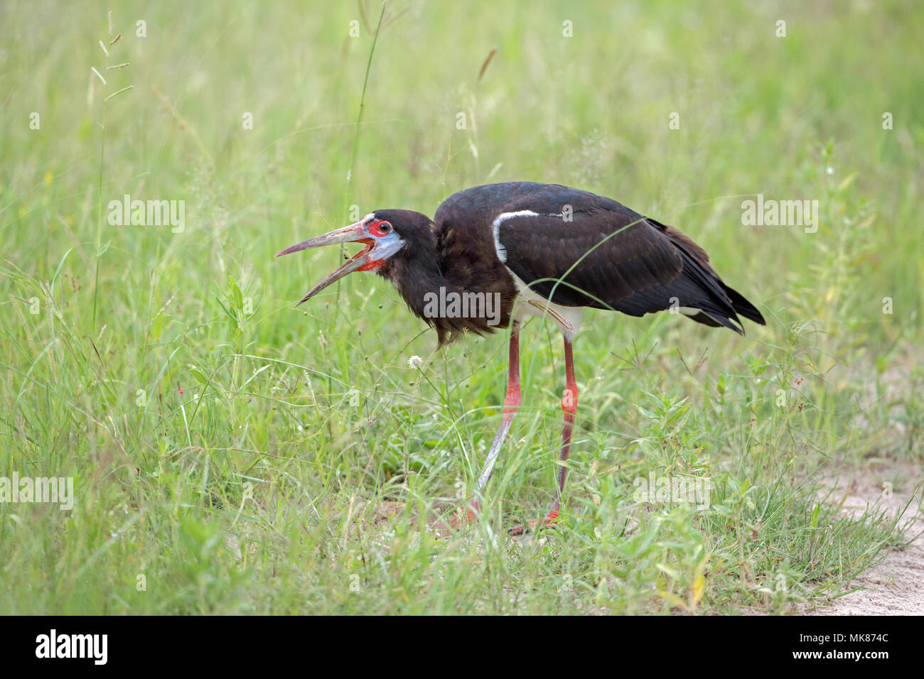 La Abdim Stork (Ciconia abdimii). La cattura di insetti volanti in bolletta. Mandibole aperto, la cattura di un sano di insetti volanti, mentre passeggiate attraverso prati Foto Stock