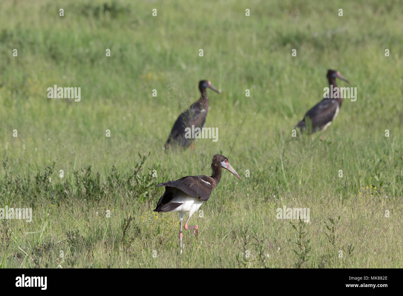 La Abdim Stork (Ciconia abdimii). Tre membri di un gregge, ricerca, foraggio per la vita di invertebrati tra stagione umida prateria di savana. Il Botswana Foto Stock