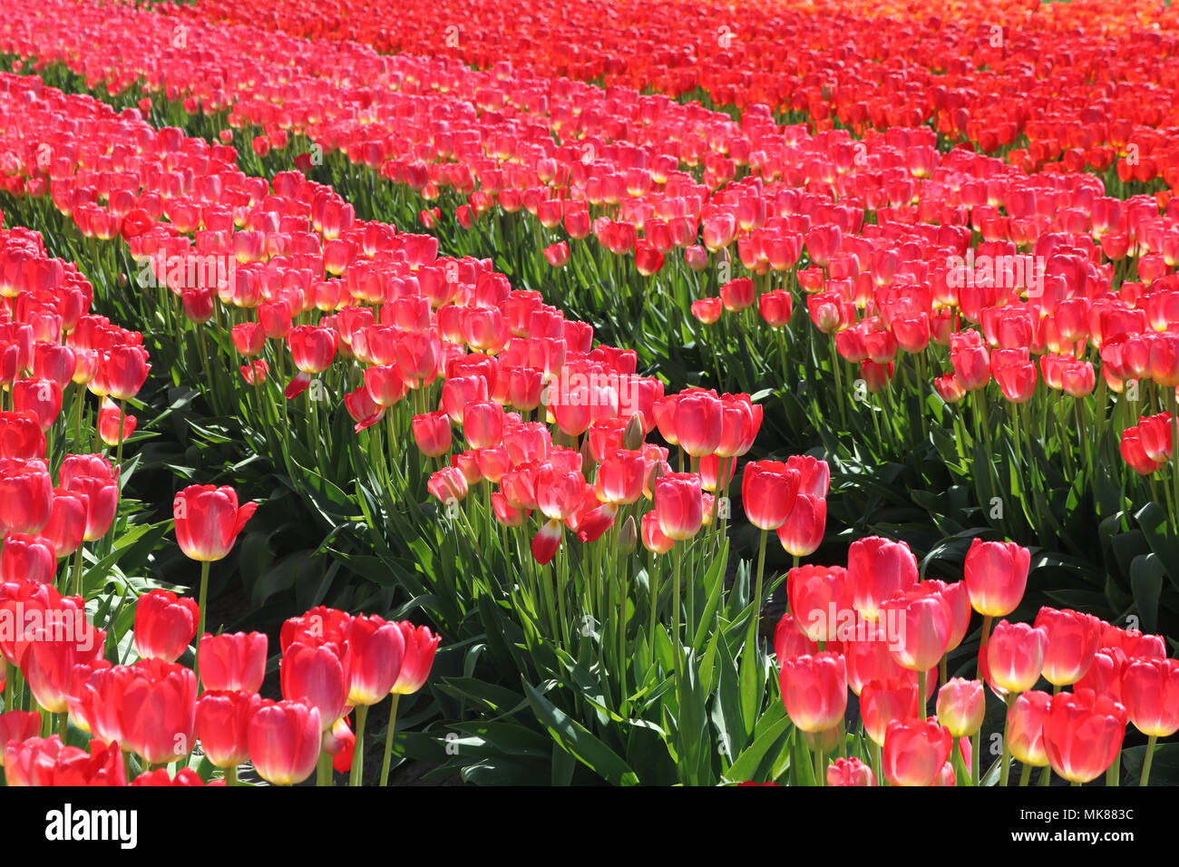 Tulipani rosa cattura la luce del sole durante la Skagit Valley Tulip Festival in Mount Vernon, Washington, Stati Uniti d'America. Foto Stock