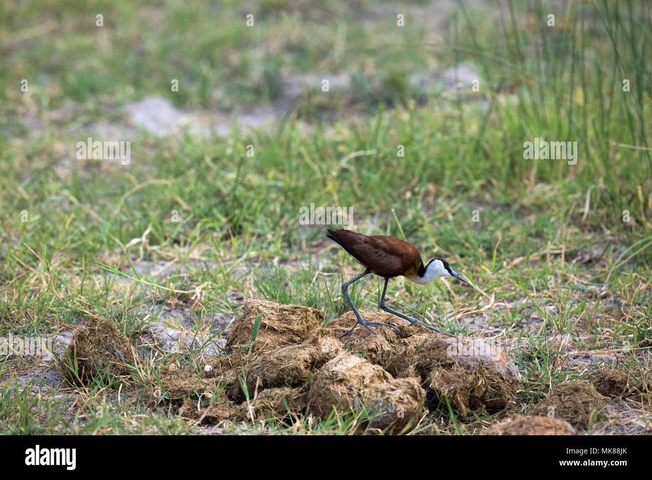 Jacana africana (Actophilornis africanus). Camminando su di sterco di elefante al fianco di un foro per l'acqua, alla ricerca di invertebrati. Okavango Delta. Il Botswana. Afri Foto Stock