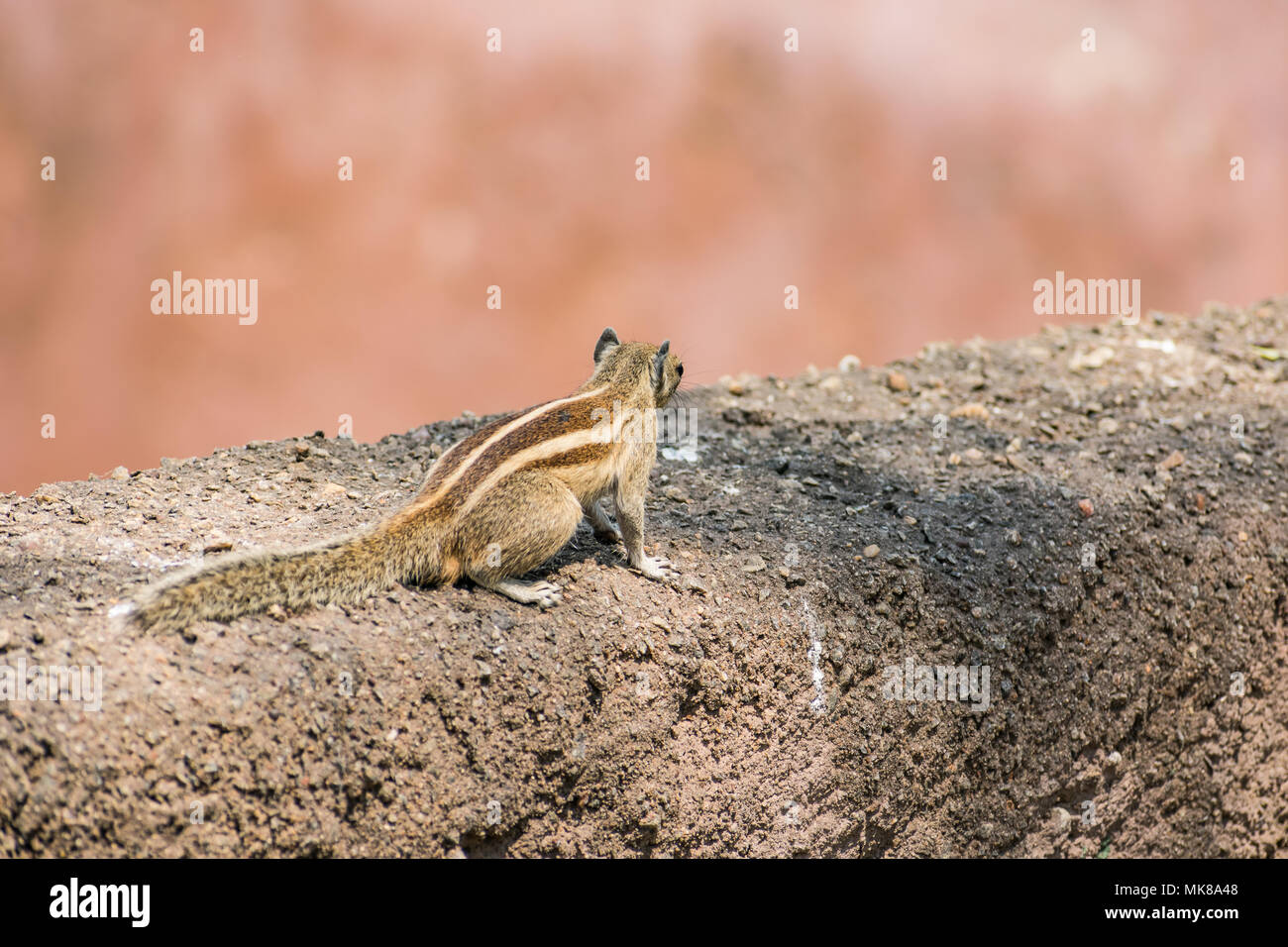 Incredibile vista ravvicinata del lato posteriore di scoiattolo posti a sedere su un legno in un zoo indiano Foto Stock