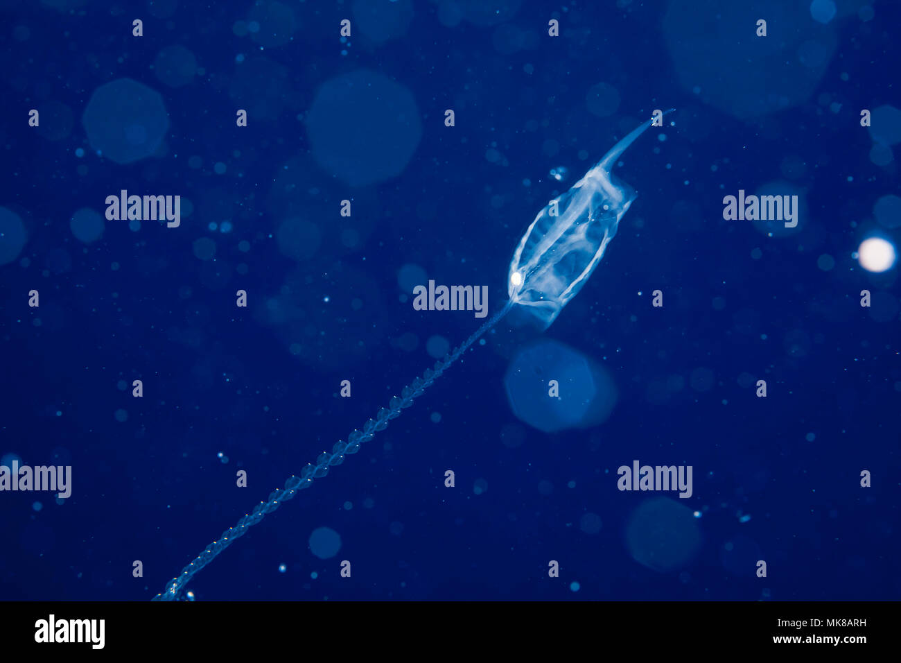 Un aggregato salp o tunicate pelagiche, con un stolone produzione asessuale di catena in oceano aperto. Un membro della famiglia Salpidae di animali gelatinoso. Fi Foto Stock