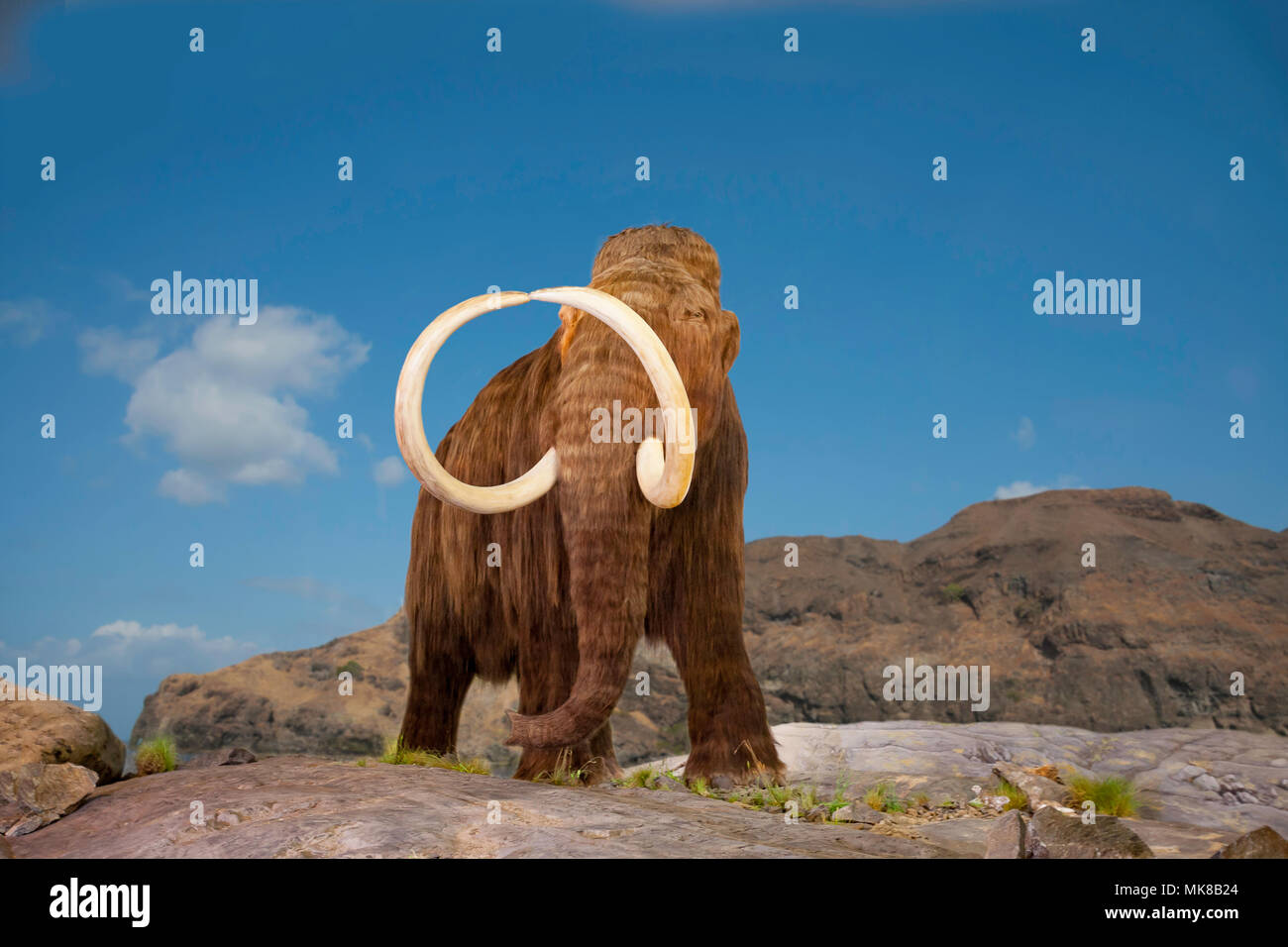 I mammut lanosi, Mammuthus primigenius, era una specie di mammoth che visse durante il Pleistocene epoch, e fu uno degli ultimi in una linea di mamm Foto Stock