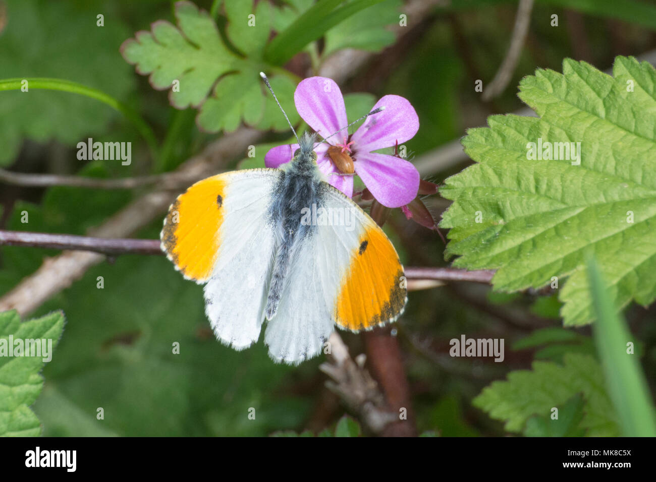 Arancio-punta butterfly (Anthocharis cardamines maschio) su erba rosa Robert fiore (Geranium robertianum) Foto Stock