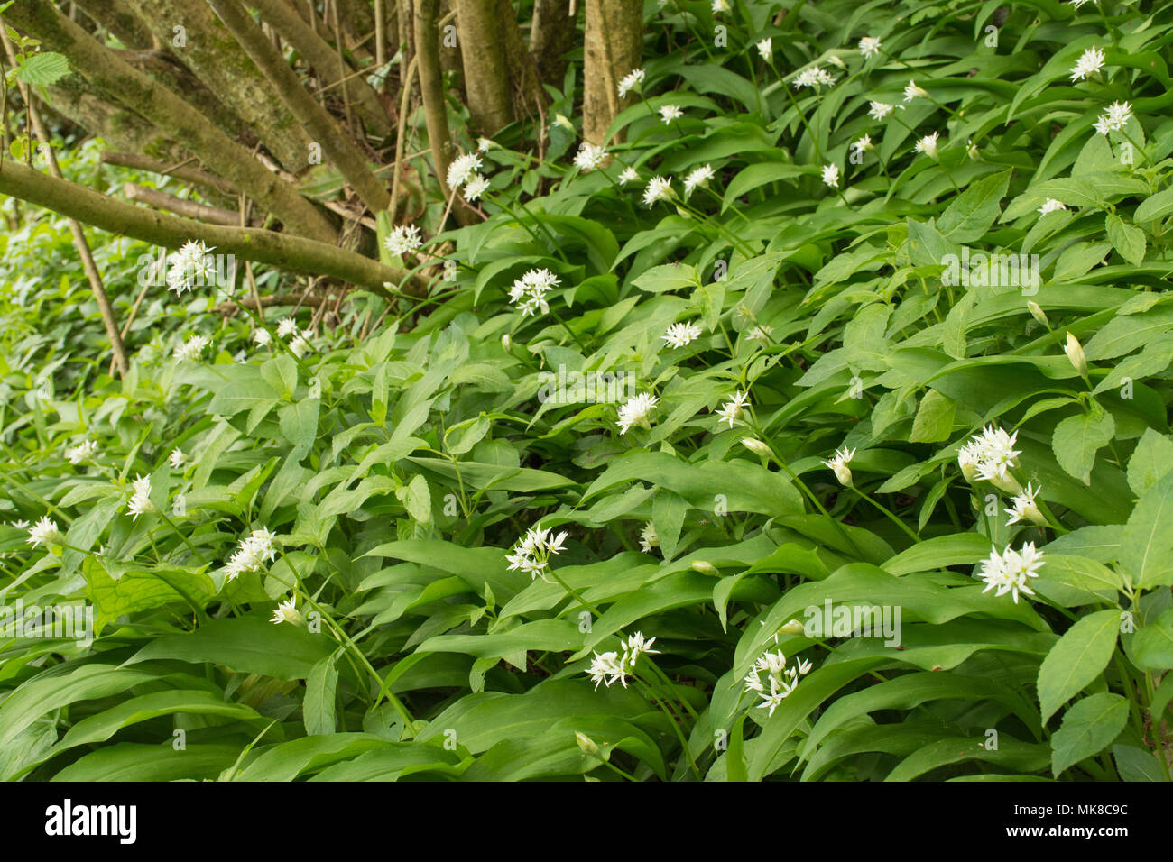 Aglio selvatico o ramsons (noto anche come buckrams, di latifoglie, aglio Aglio in legno muniti di porro, o l'aglio orsino) in Hampshire woodland durante la primavera Foto Stock