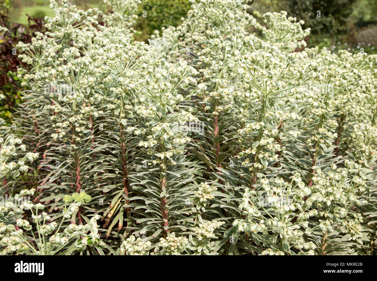 Vegetali di Euphorbia variegata gamma crescente in English Country Garden, Regno Unito Foto Stock