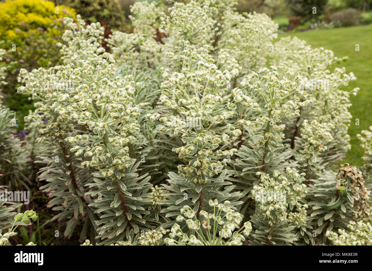 Vegetali di Euphorbia variegata gamma crescente in English Country Garden, Regno Unito Foto Stock