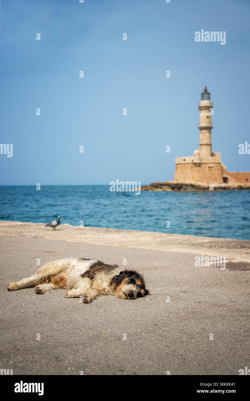 Cane addormentato al sole nel porto di Chania, il faro in background, Creta, Grecia Foto Stock