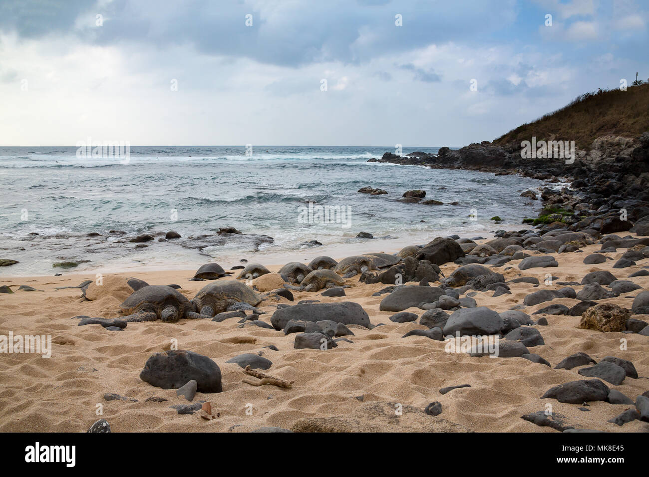 Queste tartarughe marine verdi, Chelonia Mydas, una specie in via di estinzione, hanno tirato fuori dall'acqua su Ho'okipa spiaggia di Maui, Hawaii. A prima vista esse Foto Stock