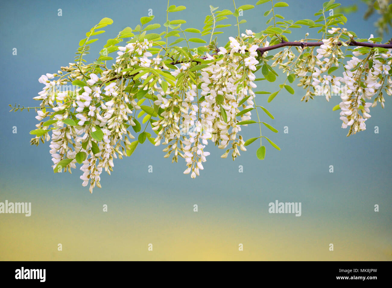 Il ramo di fiori di acacia nel tempo primaverile Foto Stock