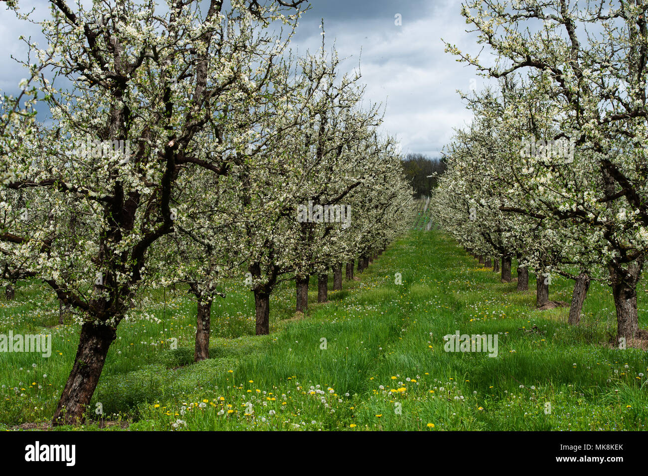 Abbondante fioritura di primavera in curatissimi susino frutteti vicino a Villeneuve-sur-Lot, Lot-et-Garonne, Francia. La zona intorno a Agen nel sud-ovest della Francia è Foto Stock