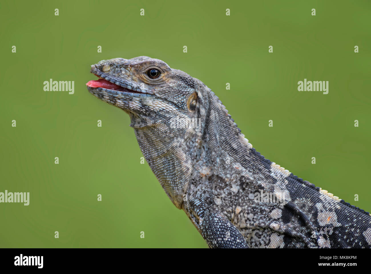 Spinosa nero-tailed Iguana - Ctenosaura similis, grande lizard dall America Centrale foreste, Costa Rica. Foto Stock