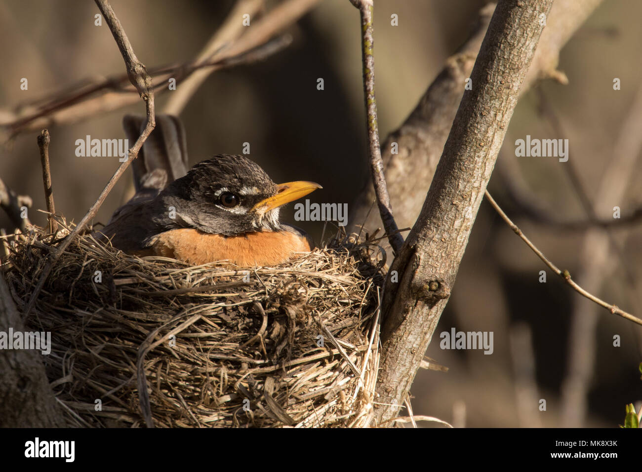 American Robin nesting Foto Stock