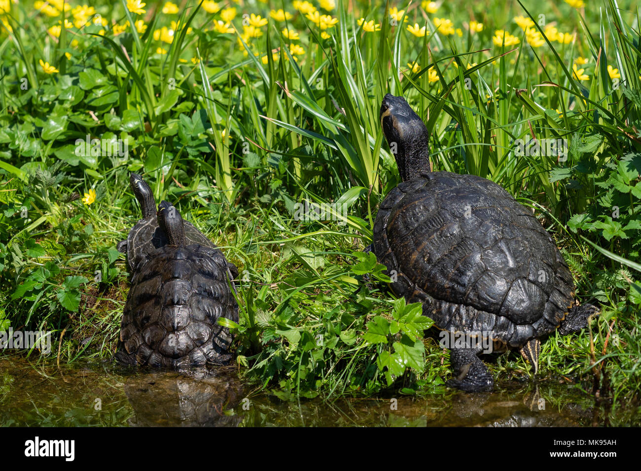 Le tartarughe marine sdraiati sull'erba. Gruppo di tartaruga dalle orecchie rosse (Trachemys scripta elegans) in stagno. Foto Stock
