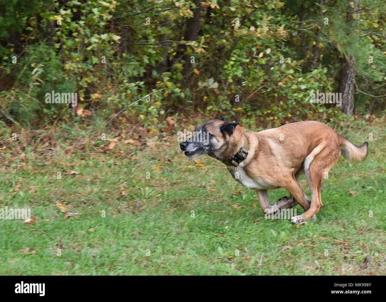 L'addestramento militare per cani da lavoro include esercizi controllati di morsi per compiti di apprensione. L'immagine d'archivio registra un cane del 633rd Security Forces Squadron che eseguì un morso comandato durante l'addestramento presso Joint base Langley-Eustis, Virginia, nel 2017. Foto Stock