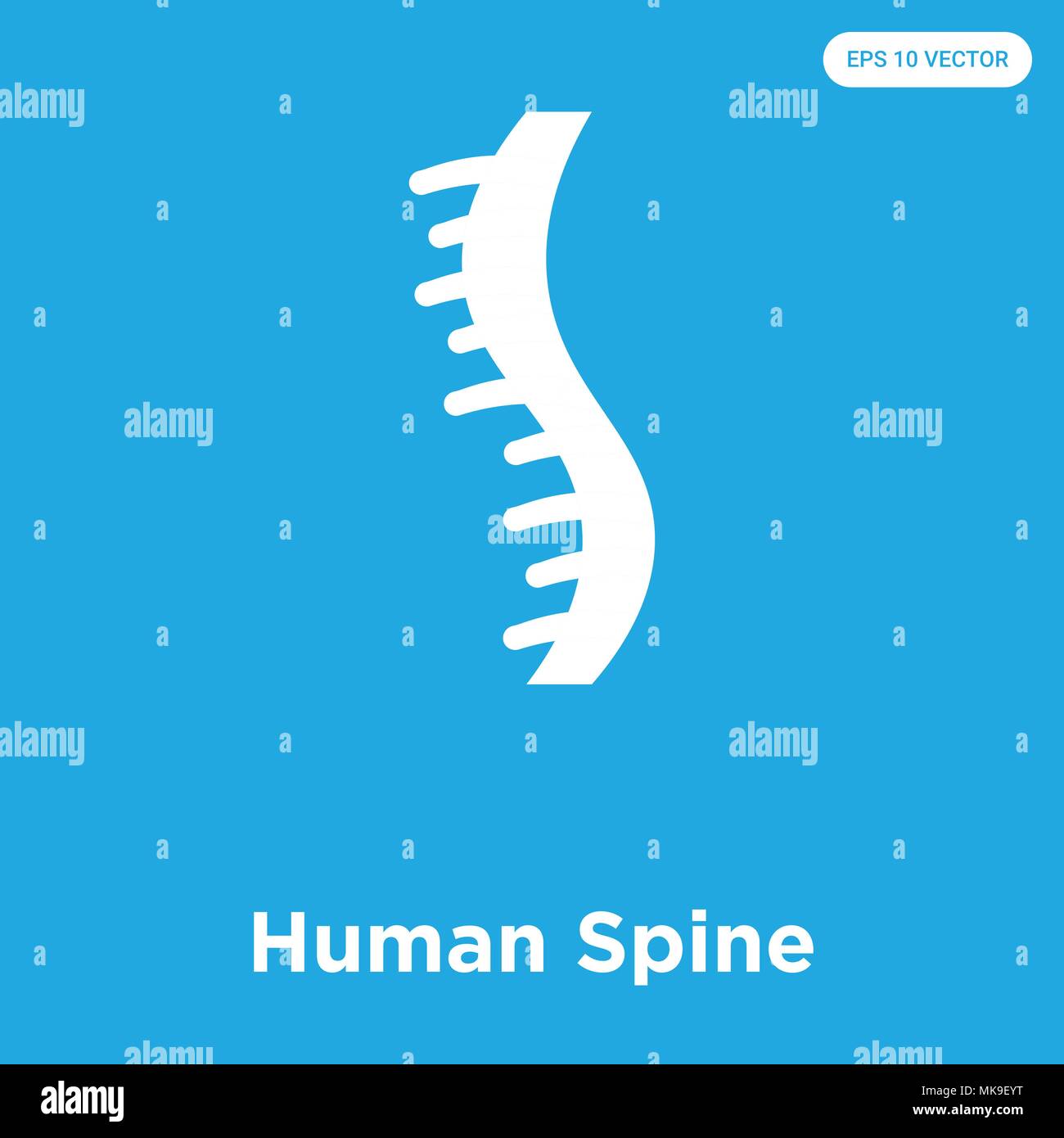 Colonna vertebrale umana icona vettore isolato su sfondo blu, simbolo e segno Illustrazione Vettoriale