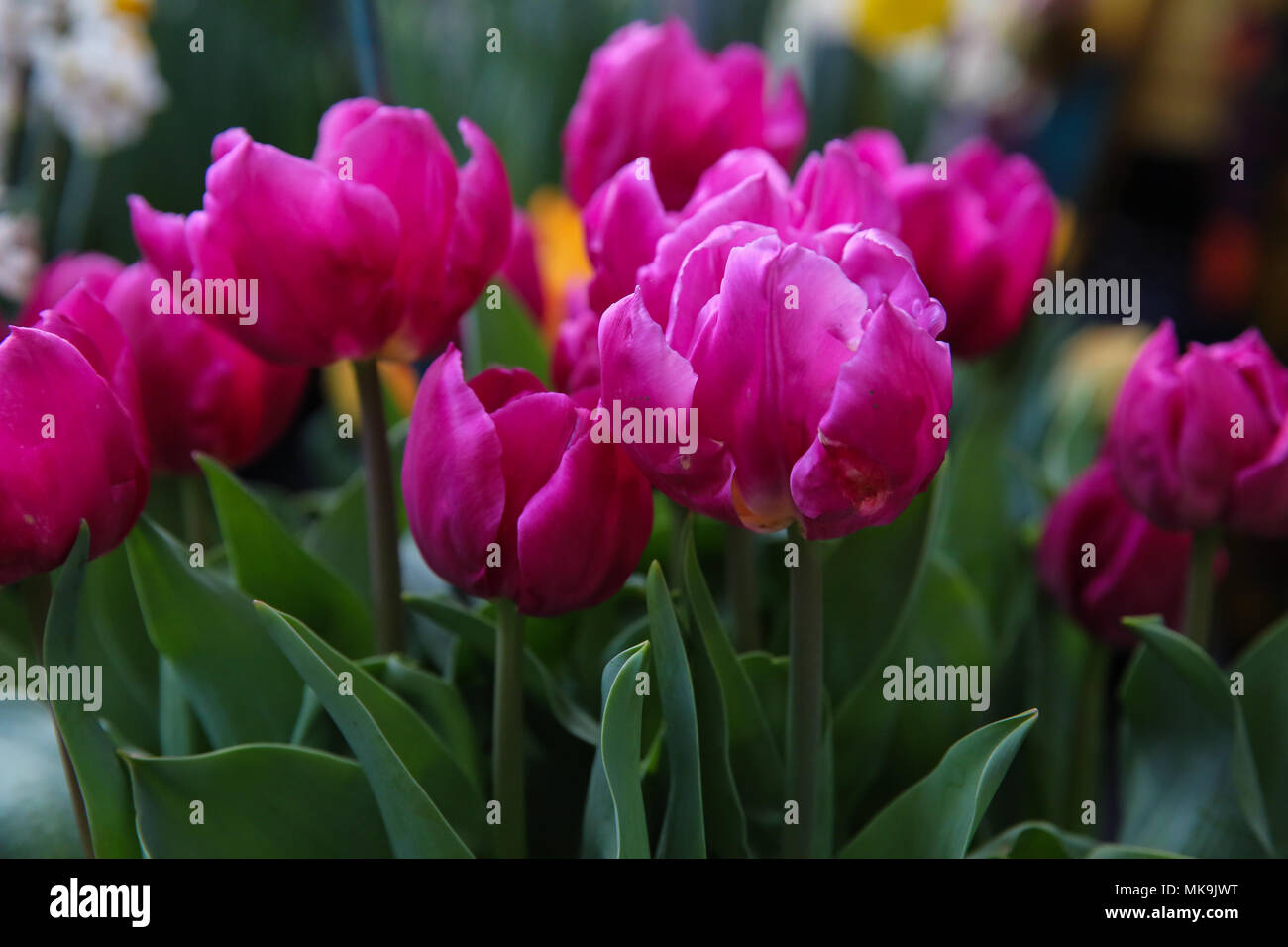 Le persone che frequentano il Royal Horticultural Society (RHS) London Orchid mostra e Fiera di piante di Westminster che mette in mostra alcuni dei migliori impianti a molla visualizza, un abbondanza di orchids esotici e la possibilità di visualizzare in anteprima esclusiva di RHS Chelsea Flower Show 2018. Dotato di: atmosfera, vista in cui: Londra, Regno Unito quando: 06 Apr 2018 Credit: Dinendra Haria/WENN Foto Stock