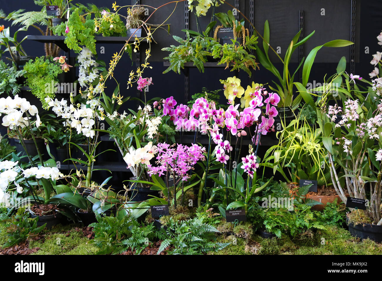 Le persone che frequentano il Royal Horticultural Society (RHS) London Orchid mostra e Fiera di piante di Westminster che mette in mostra alcuni dei migliori impianti a molla visualizza, un abbondanza di orchids esotici e la possibilità di visualizzare in anteprima esclusiva di RHS Chelsea Flower Show 2018. Dotato di: atmosfera, vista in cui: Londra, Regno Unito quando: 06 Apr 2018 Credit: Dinendra Haria/WENN Foto Stock