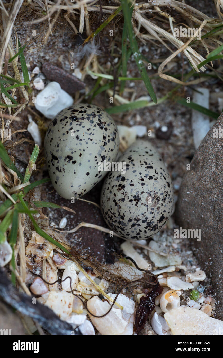 Mimetizzati di inanellare Plover (Charadrius hiaticula) NEST-raschiatura con una frizione di due uova a Mellon Udrigle, Wester Ross, altopiani, Scozia. Foto Stock