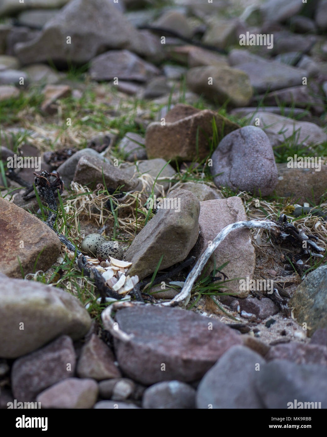 Mimetizzati di inanellare Plover (Charadrius hiaticula) NEST-raschiatura con una frizione di due uova a Mellon Udrigle, Wester Ross, altopiani, Scozia. Foto Stock