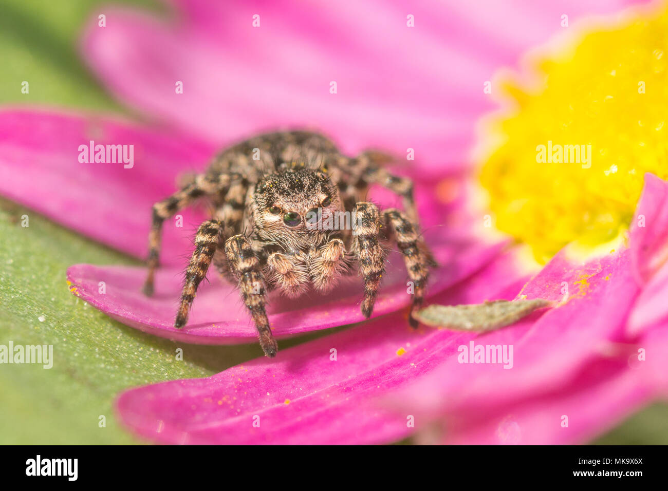 Macro di un jumping spider (femmina Aelurillus v-insignitus) su un luminoso fiore rosa nel Surrey, Regno Unito Foto Stock