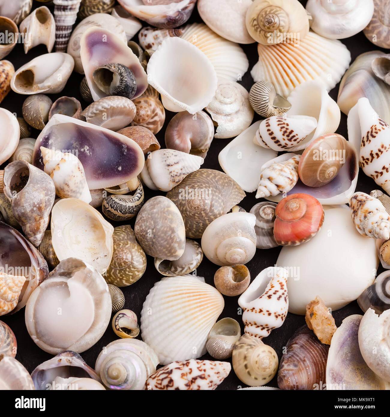 Un gruppo di piccole conchiglie di mare dalla riva del mare Foto Stock